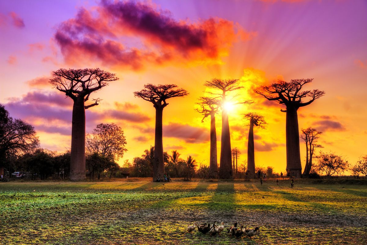 Avenue of the Baobabs in Madagaskar