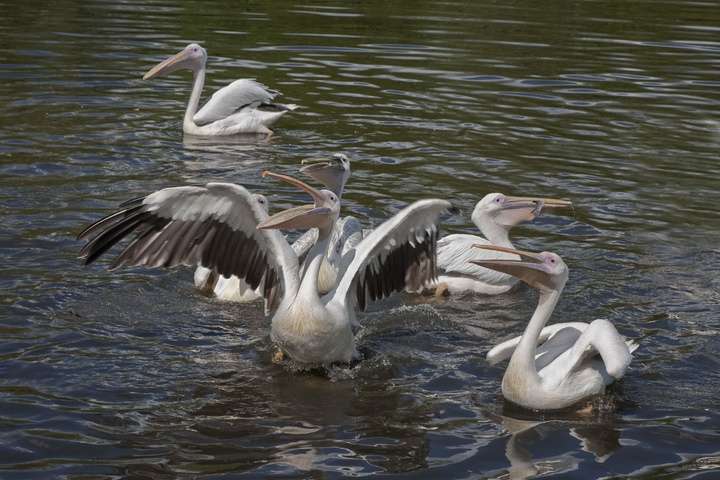 Odense Zoo