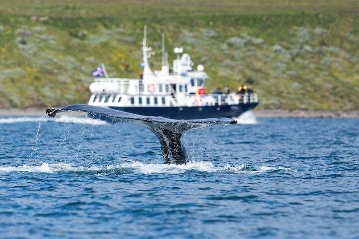 Walvissen spotten bij Akureyri