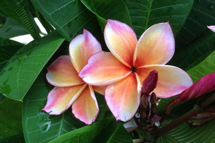 De dieproze bloemen van de tempelboom Frangipani