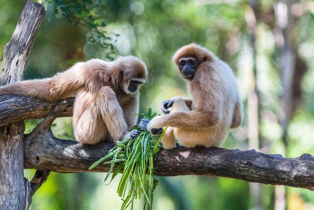 Borneo, bijzonder gebied in Maleisië
