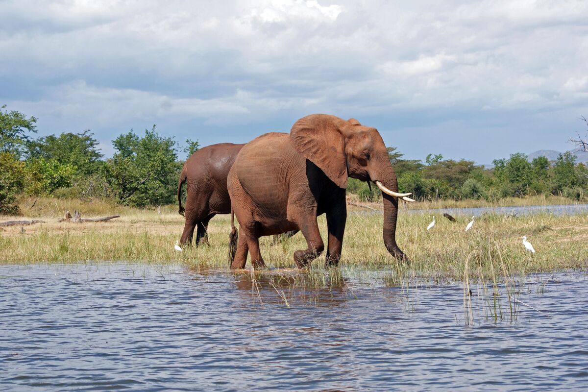 Olifant Kariba meer Zimbabwe