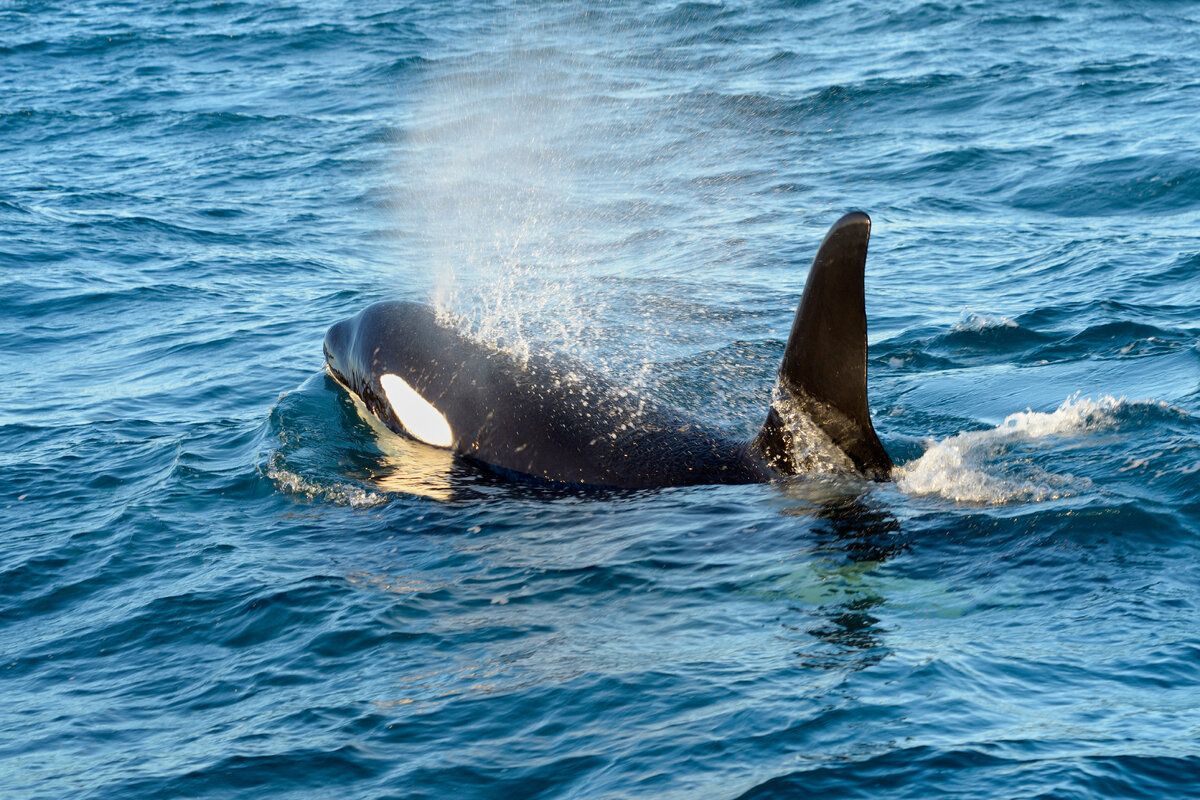 Spot orka's en walvissen tijdens een tour