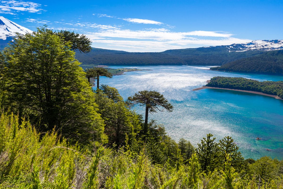 Araucaria forest in Conguillio National Park