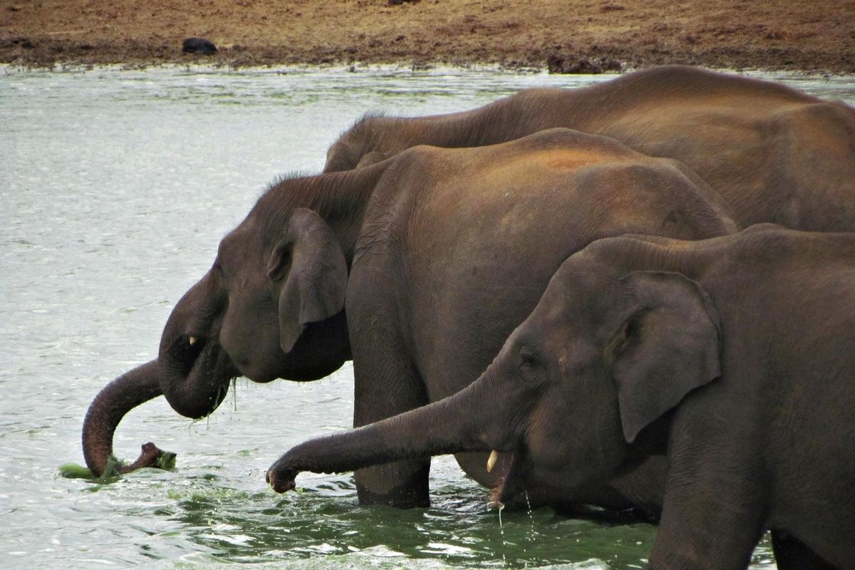 Olifanten drinken uit de rivier in Sri Lanka