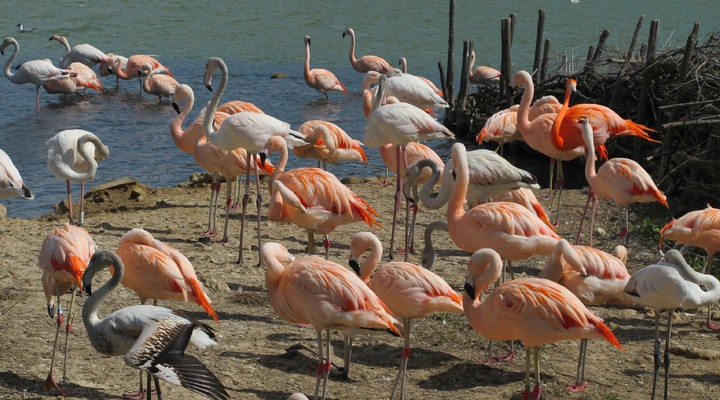 Flamingo's op de Bahamas