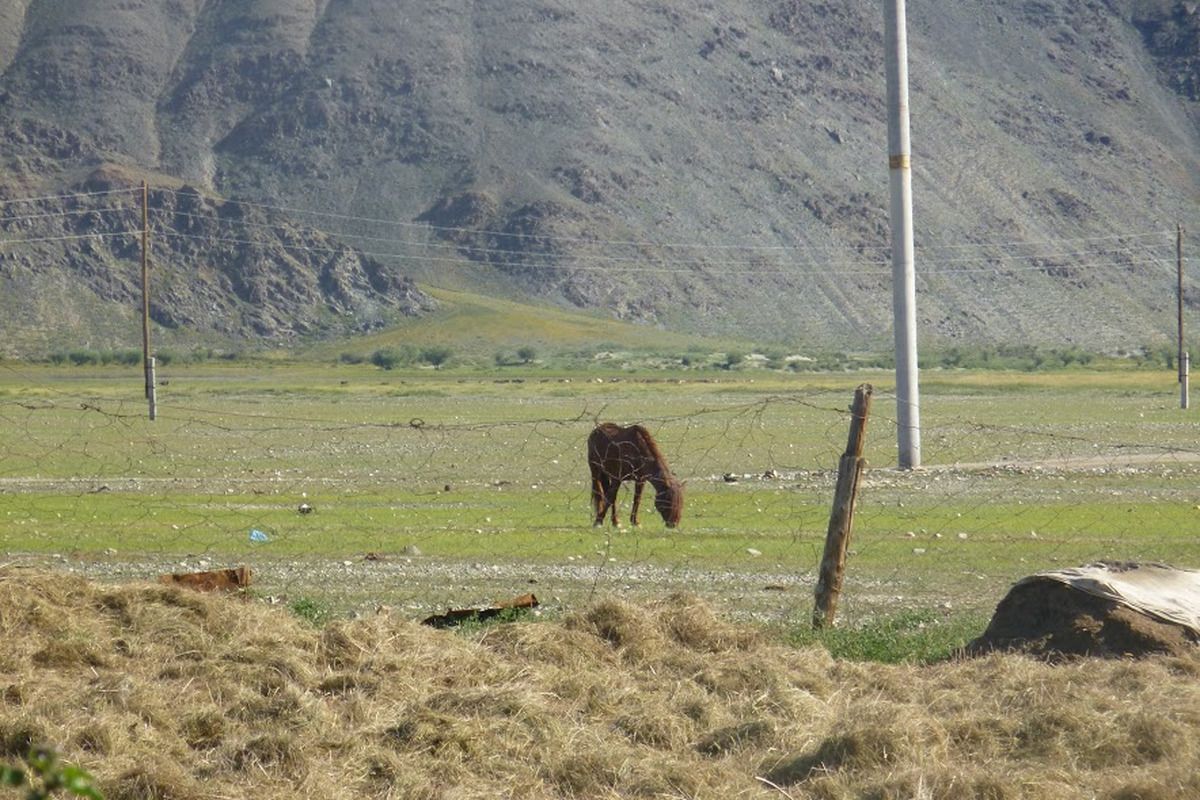 Mijn tandeloze paard