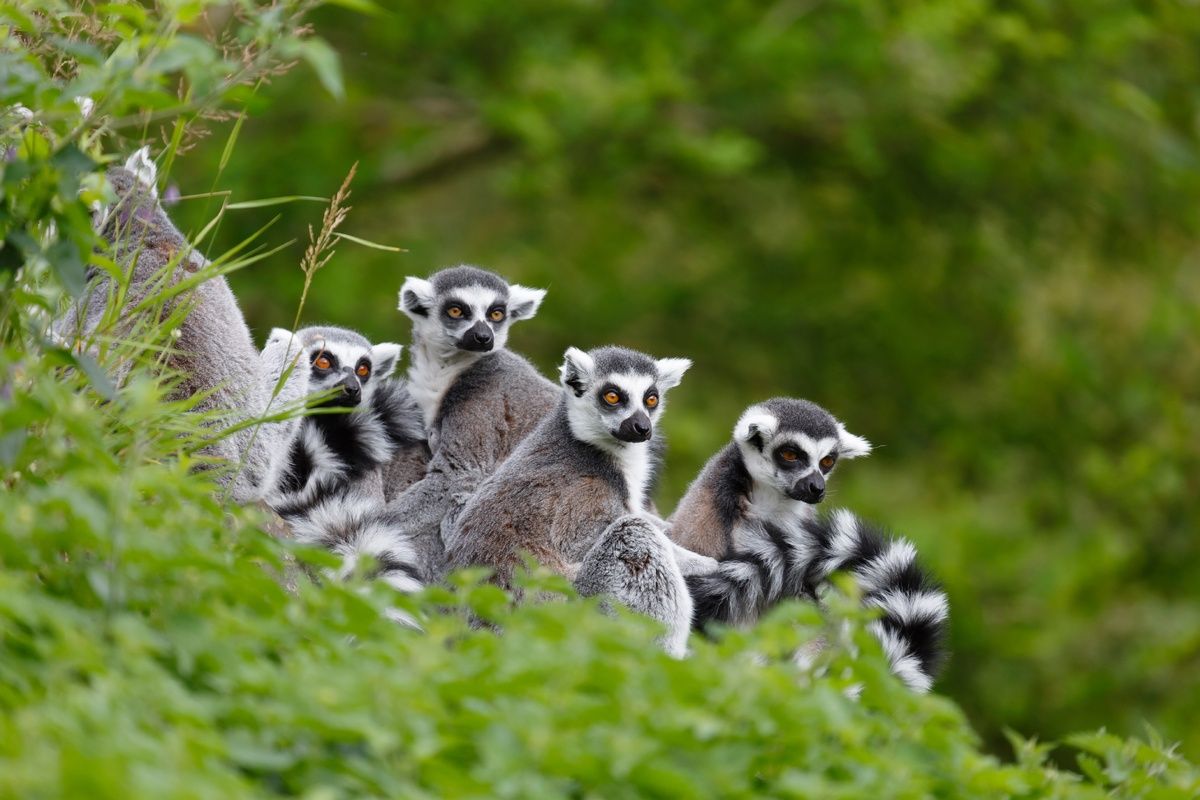 Ringstaart maki's in de jungel