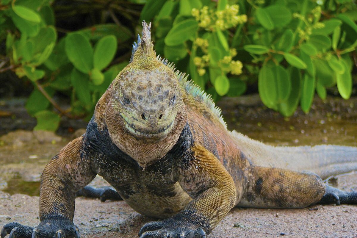 Iguana, Ecuador