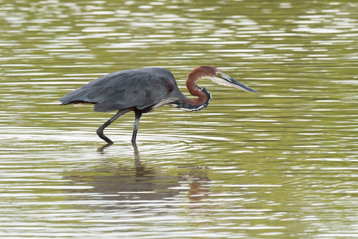 Tropische vogel in de Gambia River
