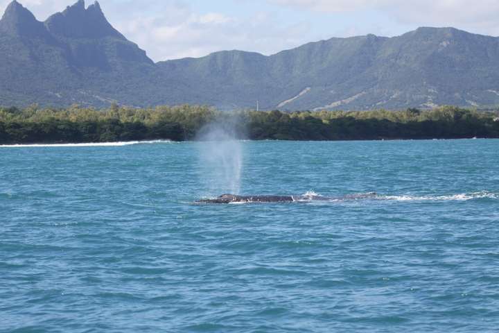 Dolfijnen & Walvissen spotten id:595