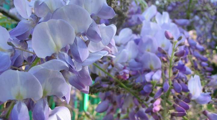 Paarse bloemetjes in tropische tuin