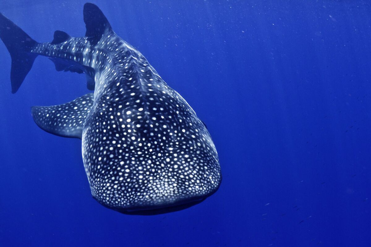 Walvishaai in water Honduras