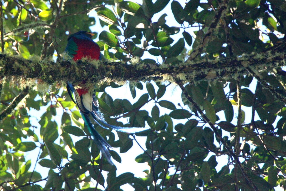 De mannetjes quetzal