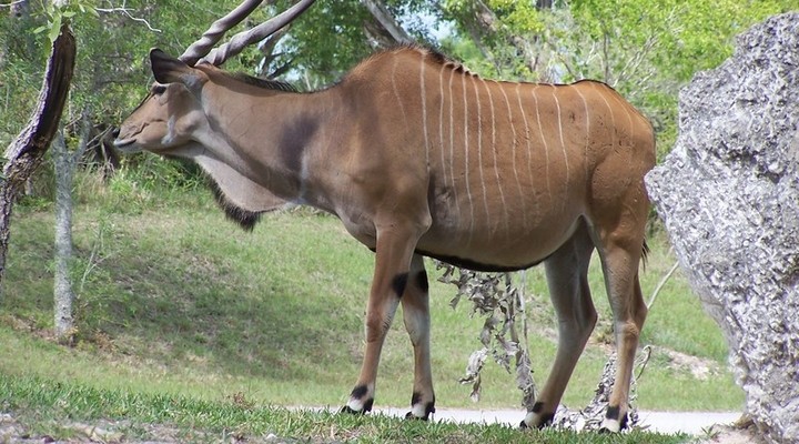 Eland in Zweden