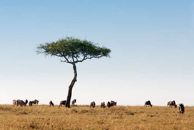 Nationale parken in Kenia
