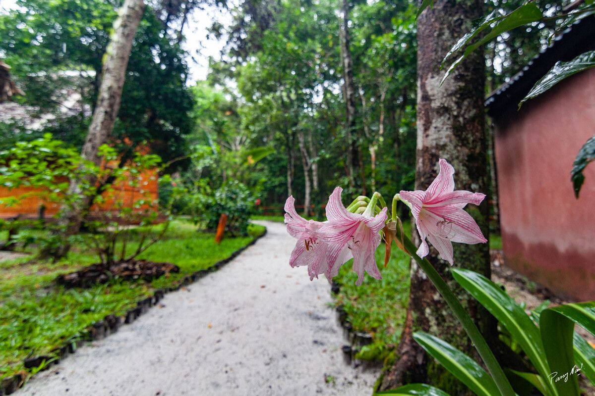Een rustige, groene tuin rondom de bungalows