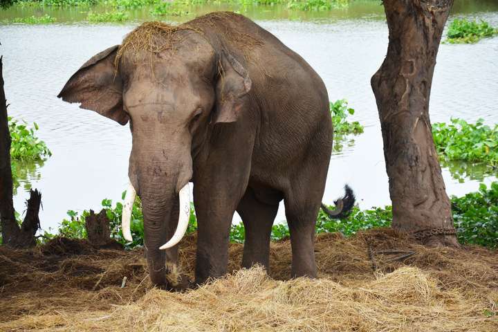 Elephant Conservation Centre