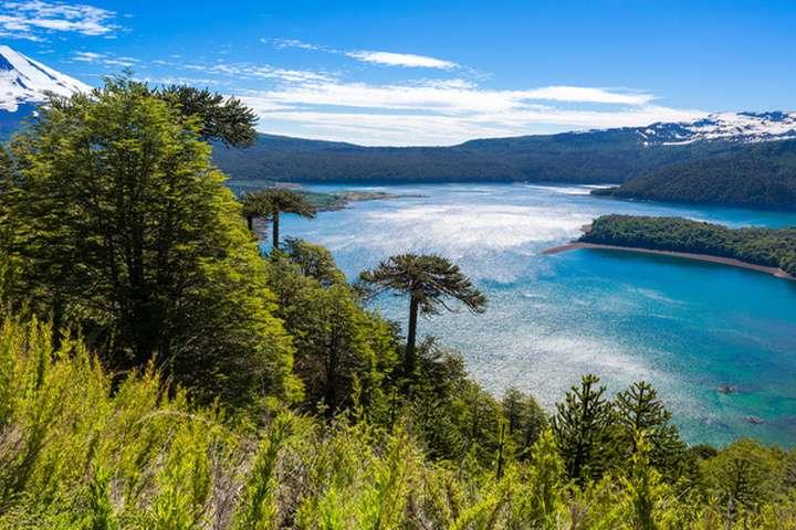 Araucaria forest in Conguillio National Park
