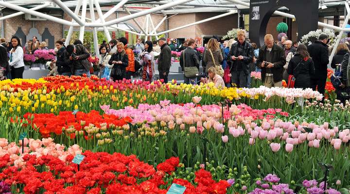 Bloemenshow Keukenhof Lisse