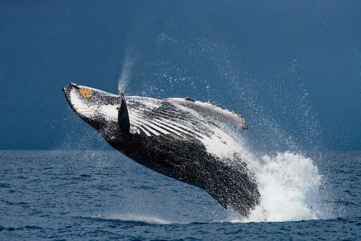 Walvis, bultrug Madagaskar