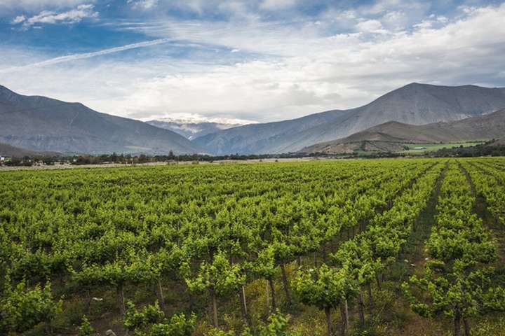 Wijngaard bij Elqui Valley