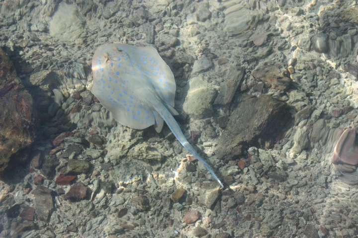 Snorkelen Hurghada, zonvakantie Egypte