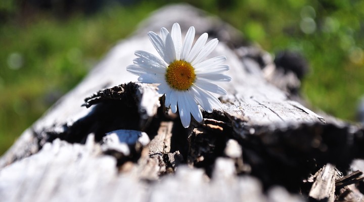 Margriet, bloem, route Denemarken