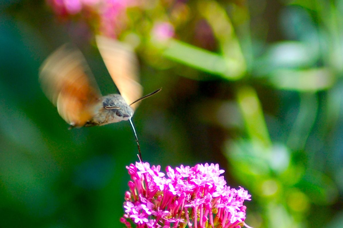 Vogels spotten in Suriname