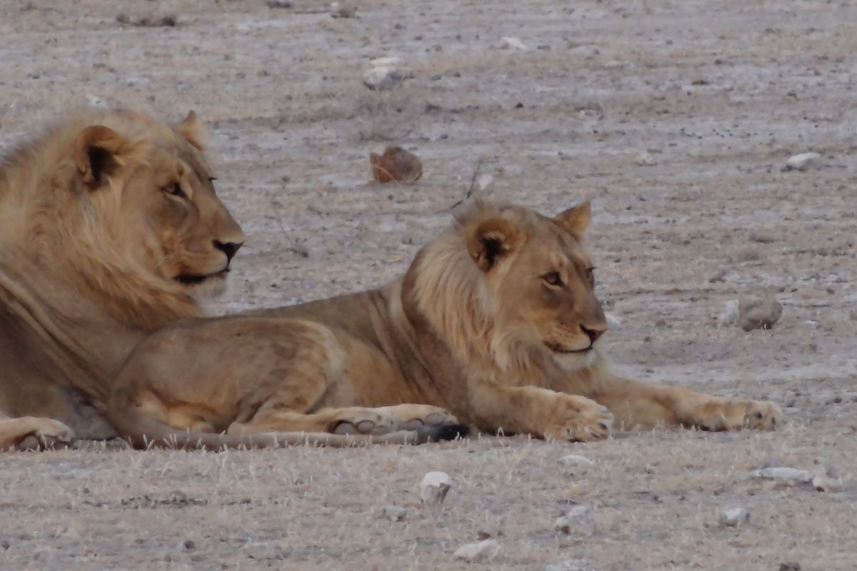 Leeuwen in Etosha Oost