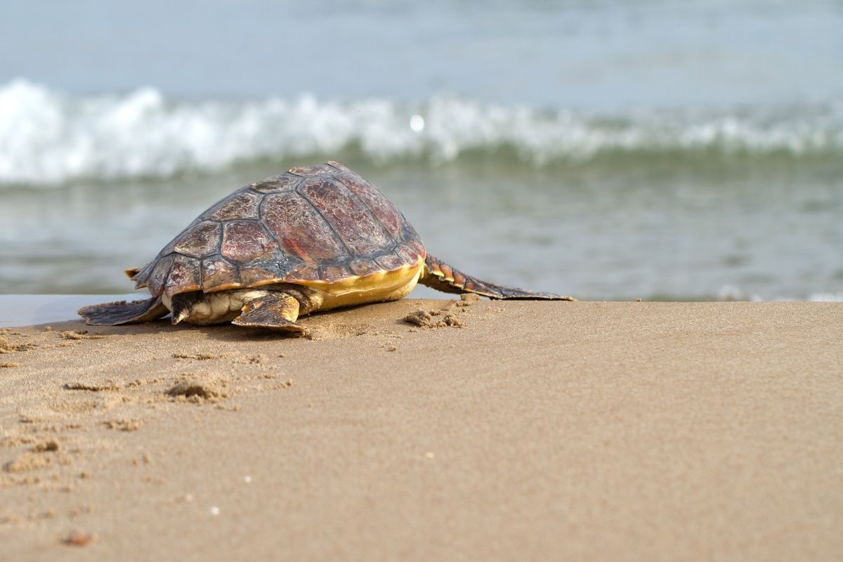 Caretta Caretta schildpad