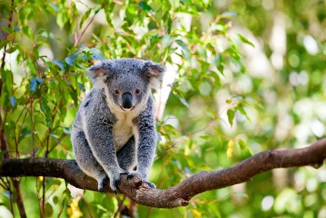 Koala's in Australië