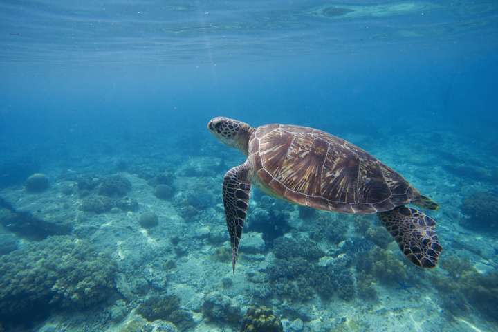 Zeeschildpadden bij Apo Island