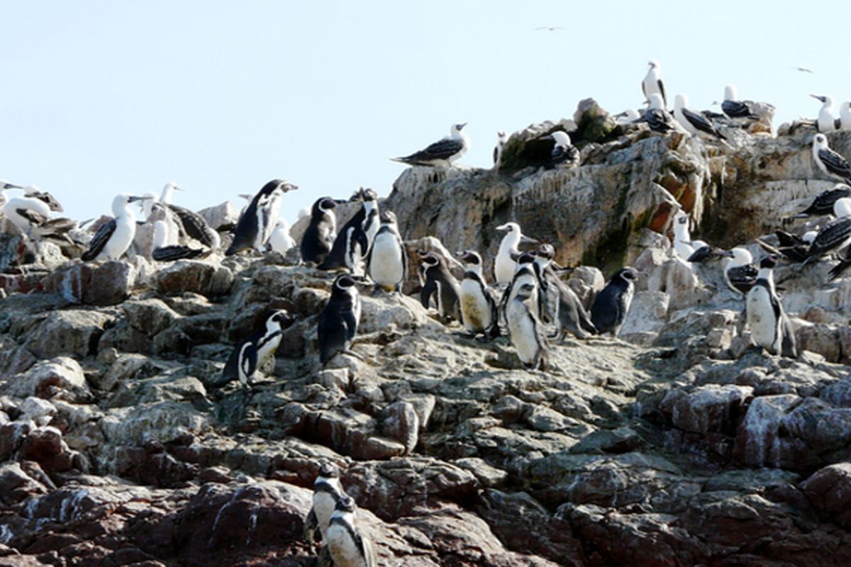 De Ballestaseilanden
