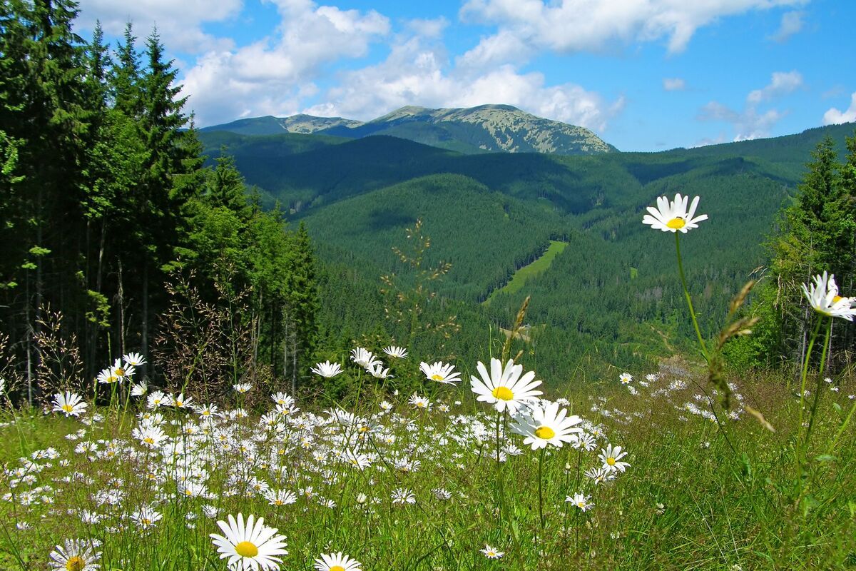 Heuvellandschap Karpaten