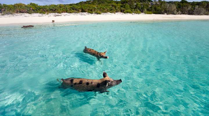 Kustlijn Bahamas