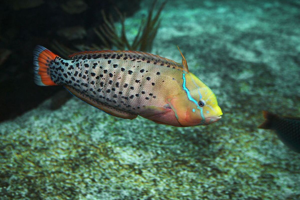 Vis in aquarium Burgers Ocean