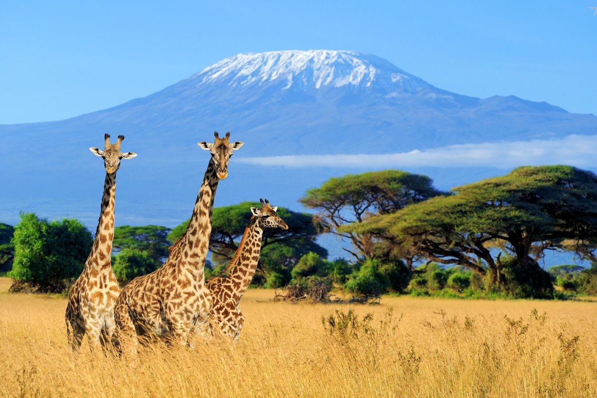 Giraffen in Kilimanjaro National Park