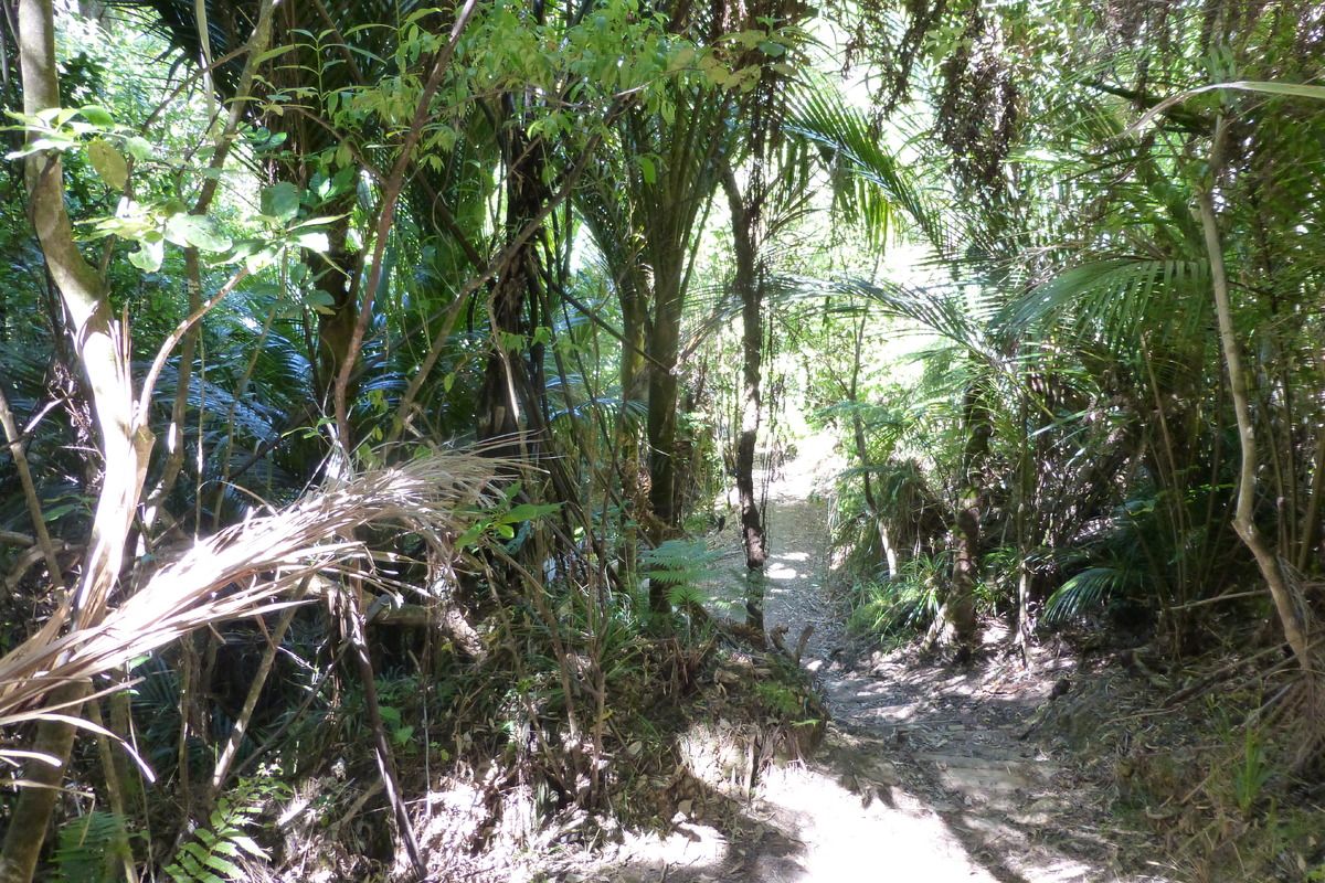 Het einde van de weg in de jungle