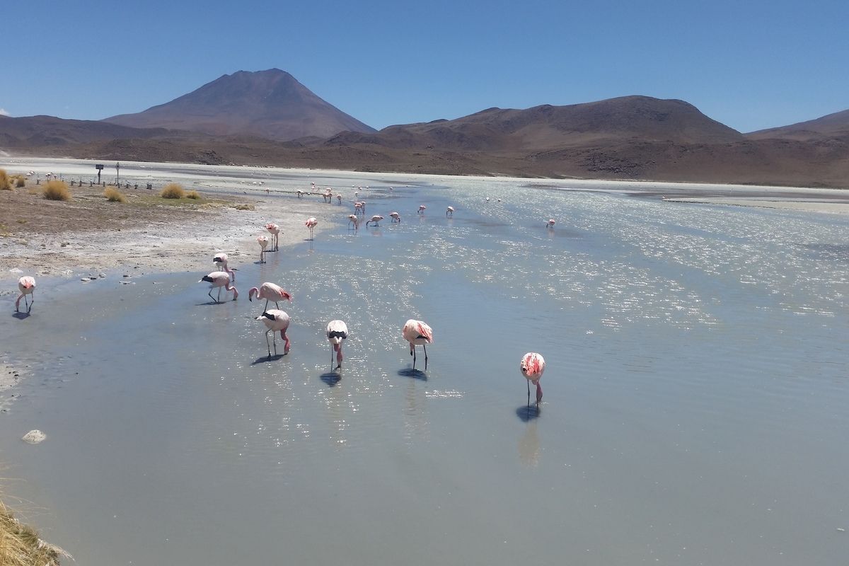 Flamingo's
