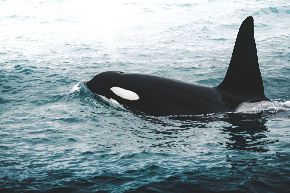 Orka gespot rondom IJsland in de winter