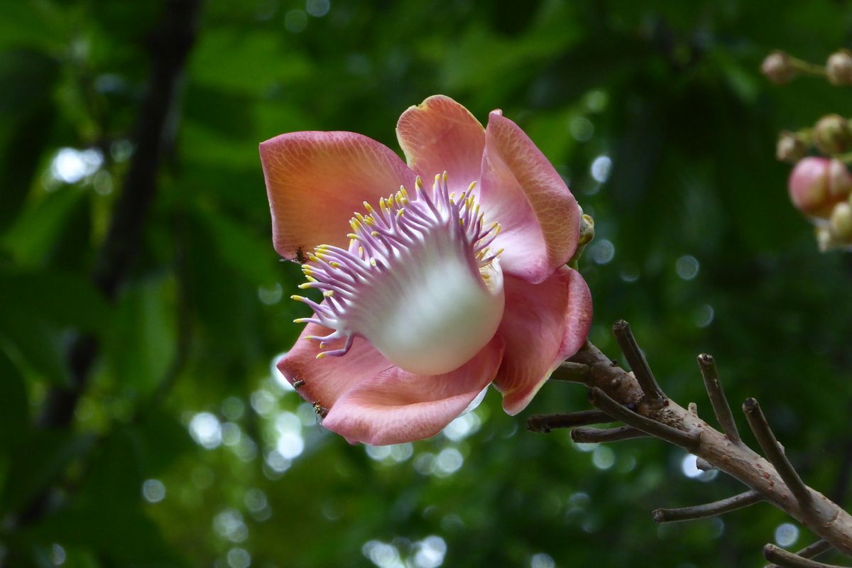 Een canonballtree flower