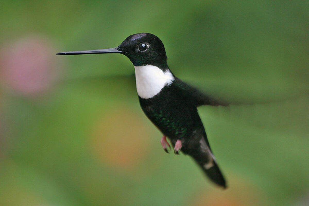 Als je volgens wil spotten kan dat het beste in de beroemde Mindo Vallei