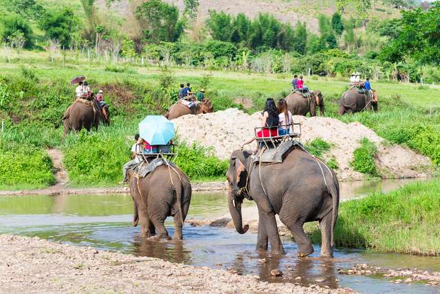Olifantenritjes in Azi