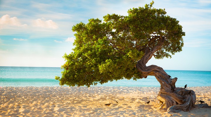Strand met divi divi bomen op Aruba
