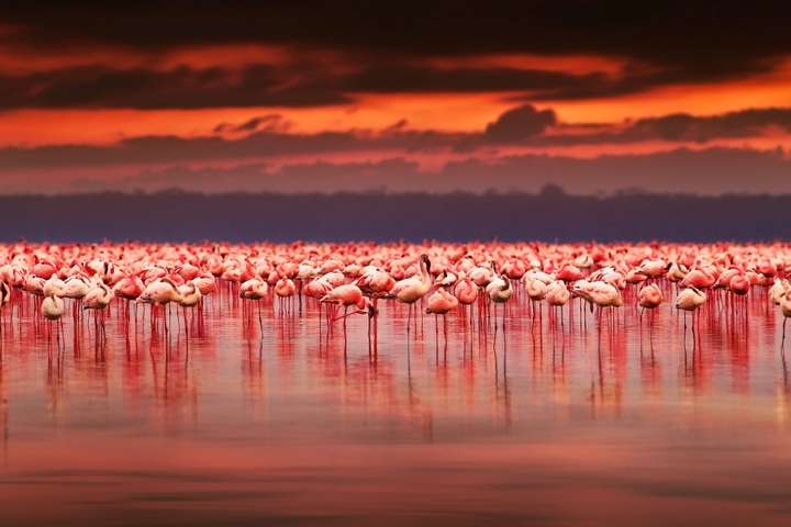Flamingo's in Lake Manyara
