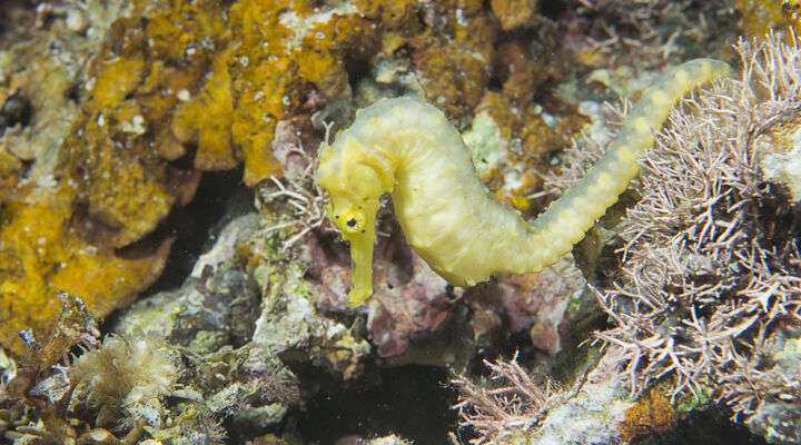 Geel zeepaardje in het water