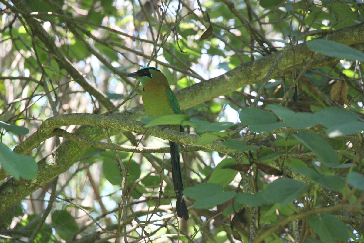 Een Amazonemotmot in de tuin van een hotel