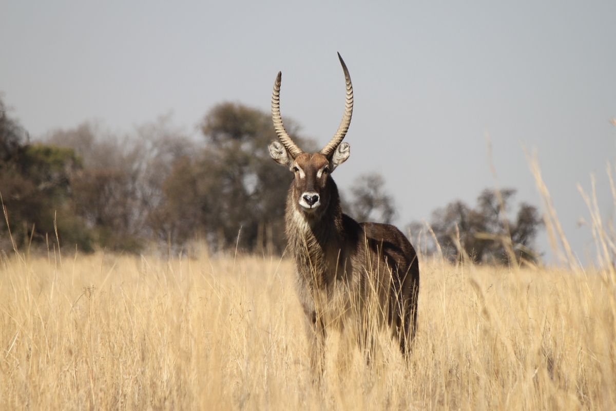 Er werd veel volop wild gespot in het Krugerpark