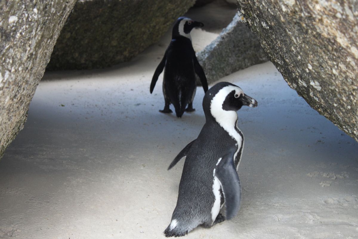 Pinguin op het strand